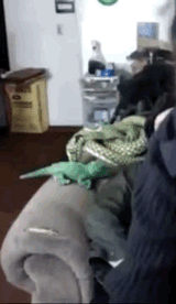 cobra wake up