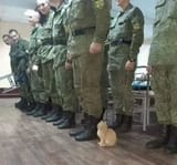 kitteh.tenHUT