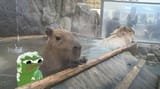 Capybara_And_Fren_In_Spring_4200