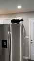 DAMNIT.cat..............._thumb.jpg