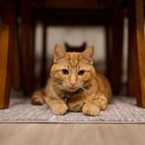 cat.....44
