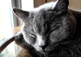 harus.cat.6................