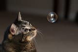 Cat.bubble.......