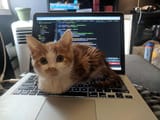 cat.65.......