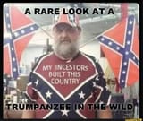 TrumpanzeeInTheWild-RareLook