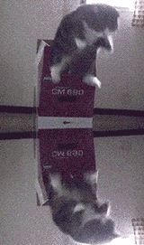 FULL.CAT.DROP.......