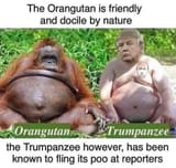 Orangutan_Vs_Trumpanzee