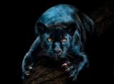 cat.jaguar.black......