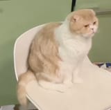 icu