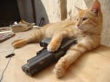 catgun