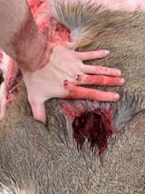 556 exit wound