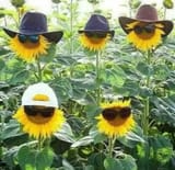 sunflower_bros
