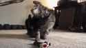 cat.blaster_thumb.jpg