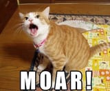 kittehmoar