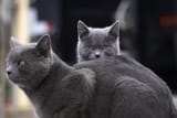 cat.k7
