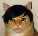 This cat is not 12