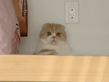 canihelpyou