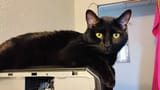 kat