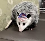 voted third party