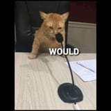 would-cat-meme-unisex-baseball-t-shirt
