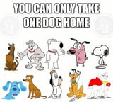 can-only-take-one-dog-home-bebo-ceg
