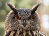 hibou