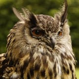 Hibou3