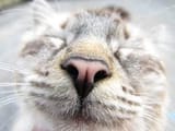CatSniff