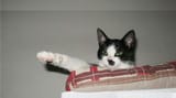 nazi_cat