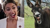 AOC and donkey braying Jackass Democrat Mascot Meme Alexandria Ocasio-Cortez