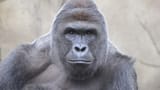 Harambe