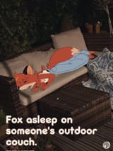 May be an image of text that says Fox asleep on someones outdoor couch