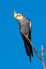 Cockatiel_3
