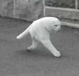 cattttt