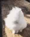 zuckerwatte-dog_thumb.jpg