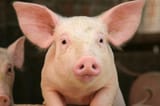 pig-young-closeup_3x2