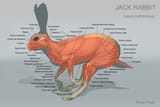 rabbit muscles