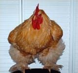 big fat cock