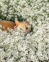 cat in flowers