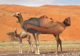 emoneyDromedary