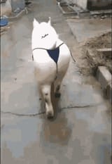 slam_pig