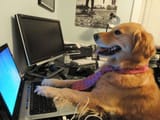 bailey-dog-meme-2