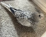 Camouflage