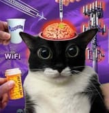cat brain