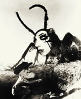 dung.beetle.sixx......