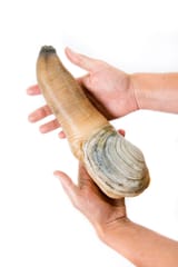 Geoduck_held_in_two_hands