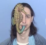 seahorse-shane