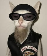 Mogwai 
