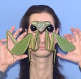 mantis-shane