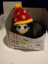 snug in his box